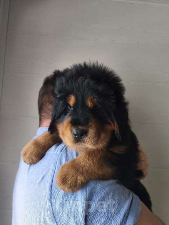 Собаки в Москве: Девочка Тибетского мастифа Девочка, 140 000 руб. - фото 2