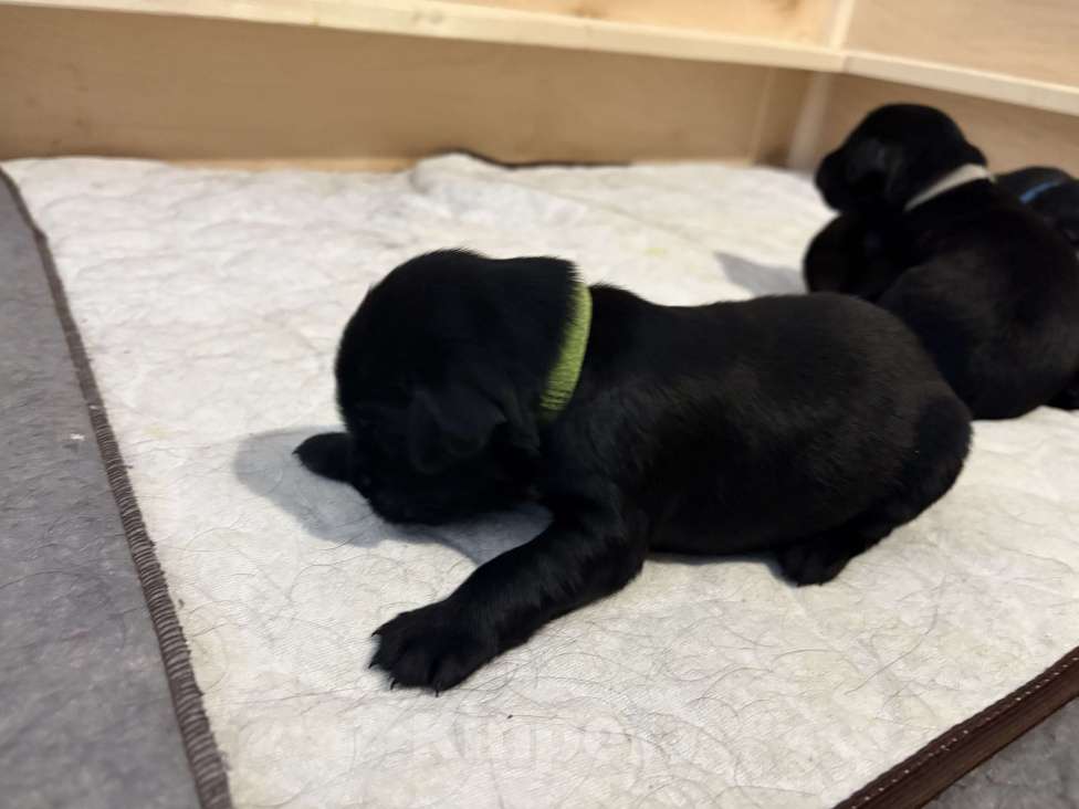 Собаки в Москве: Бронируем щенков прямошерсного ретривера ( флэт) Мальчик, 75 000 руб. - фото 2