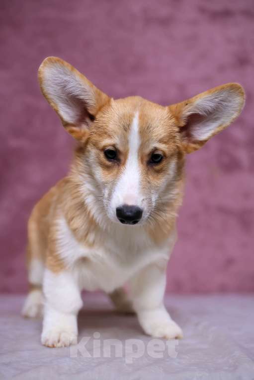 Собаки в Волгограде: кобель вельш-корги пемброк Мальчик, 50 000 руб. - фото 4