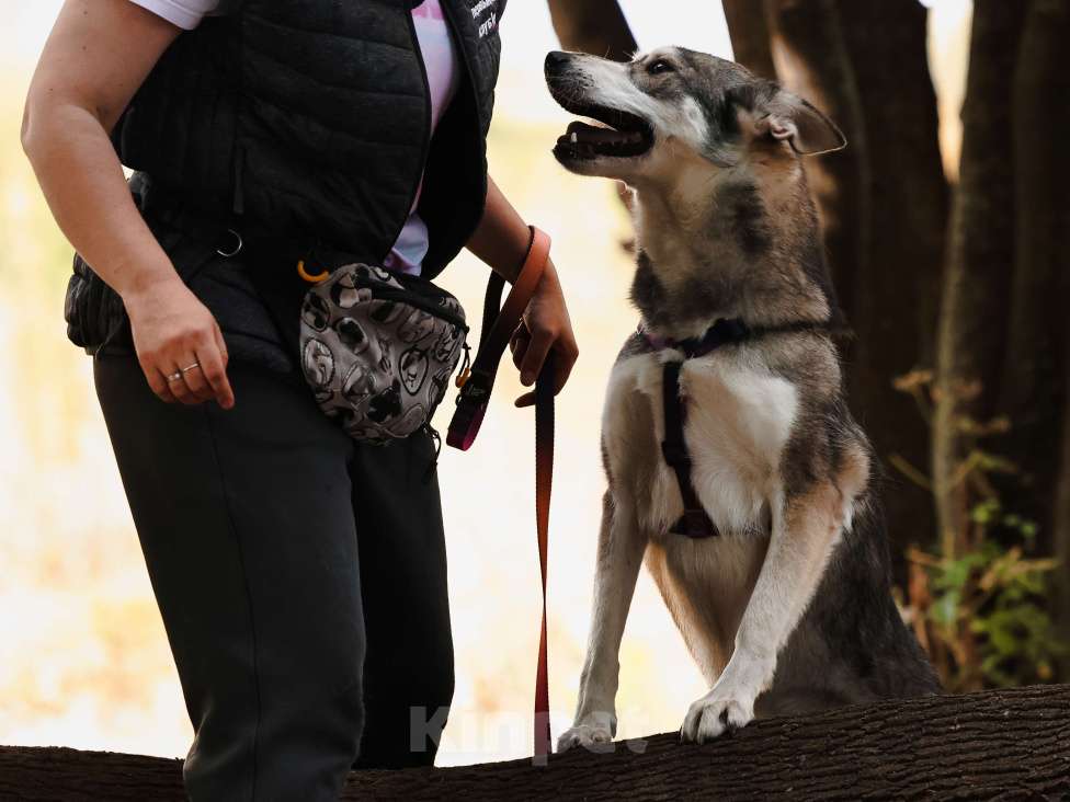 Собаки в Москве: Метис Хаски в добрые руки Мальчик, 99 руб. - фото 8