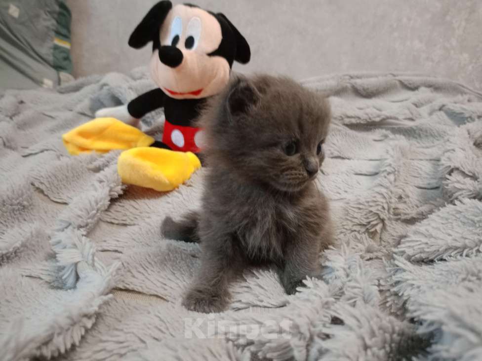 Кошки в Барнауле: Феликс Мальчик, 20 000 руб. - фото 2