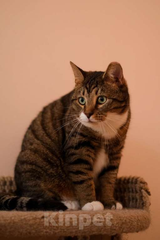 Кошки в Санкт-Петербурге: Проша из приюта в добрые руки Мальчик, Бесплатно - фото 4