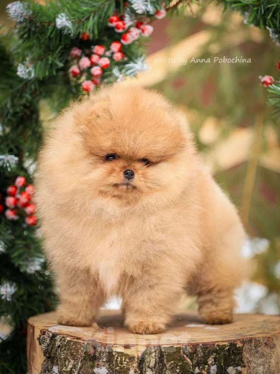 Собаки в других городах Московской области: Померанский шпиц щенок мальчик оранж Мальчик, 100 000 руб. - фото 5