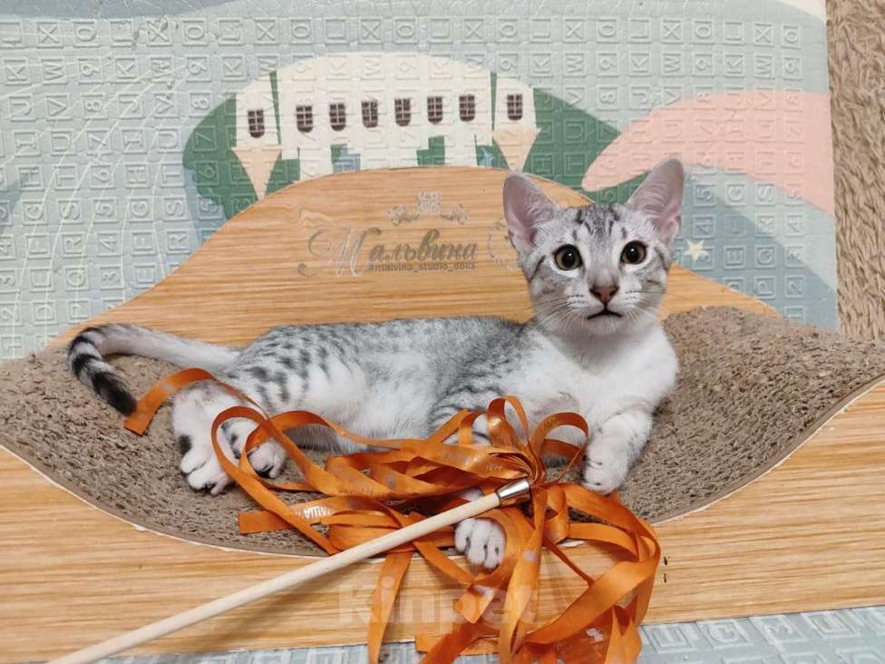 Кошки в Санкт-Петербурге: Котик редкой породы Египетская мау  Мальчик, Бесплатно - фото 5