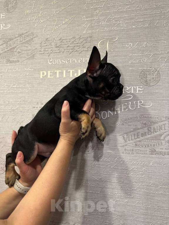 Собаки в других городах Ямало-Ненецкого автономного округа: Комочек счастья Мальчик, Бесплатно - фото 1