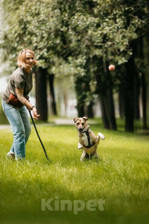 Собаки в Москве: Солнечная Эстер в добрые руки Девочка, Бесплатно - фото 5