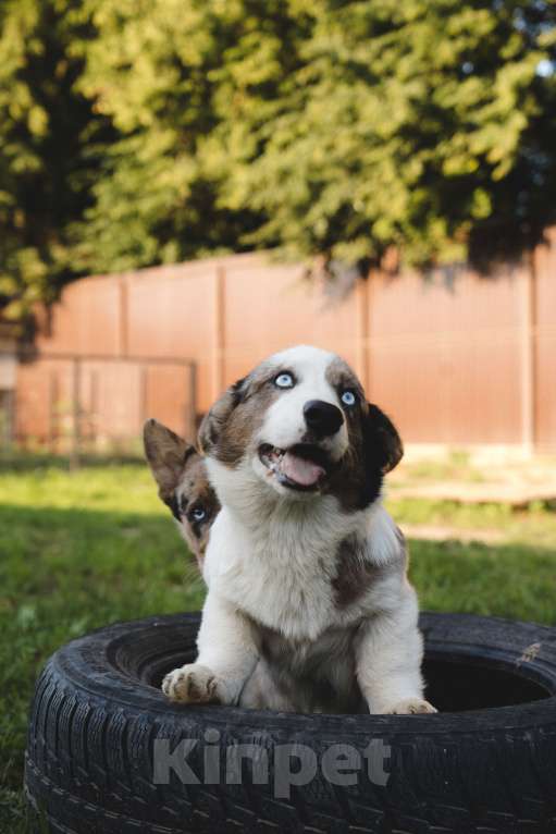 Собаки в Воскресенске: Щенки корги кардиган Мальчик, 50 000 руб. - фото 3