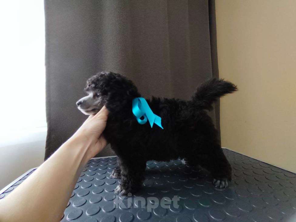 Собаки в Сургуте: Щенок пуделя Мальчик, Бесплатно - фото 3