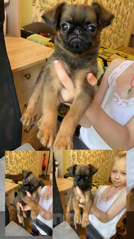 Собаки в Самаре: Щенки пти брабансона Мальчик, 40 000 руб. - фото 2