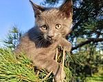 Кошки в других городах Ленинградской области: Челси лиловый котенок Девочка, 125 000 руб. - фото 5