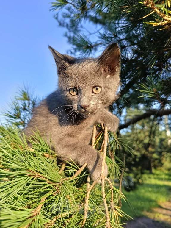 Кошки в других городах Ленинградской области: Потомок змеелова котенок Девочка, Бесплатно - фото 5