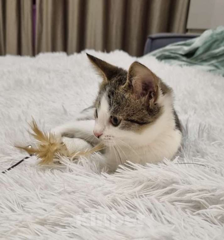 Кошки в Санкт-Петербурге: Котенок мальчик Марсик  Мальчик, Бесплатно - фото 2