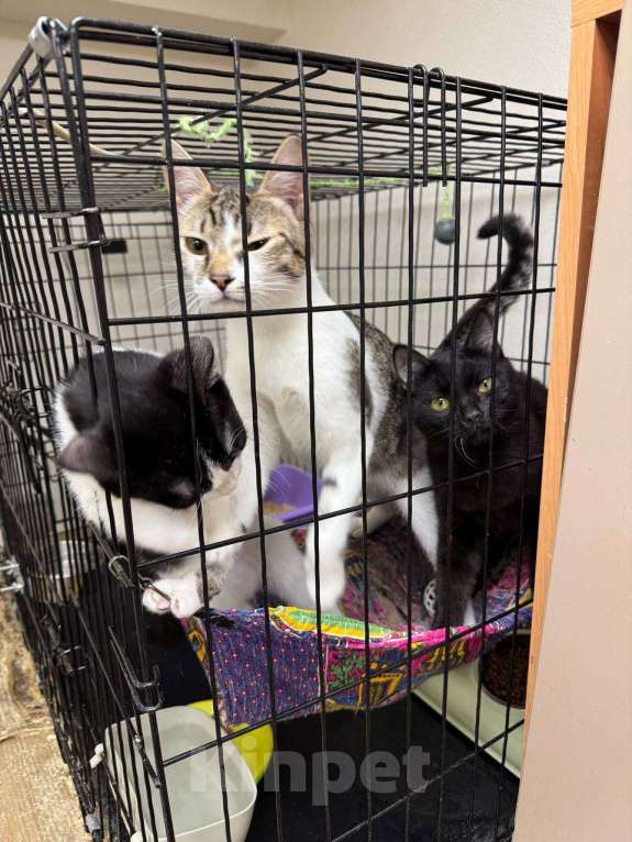 Кошки в Москве: Черный котёнок Нуар в добрые руки Мальчик, Бесплатно - фото 8