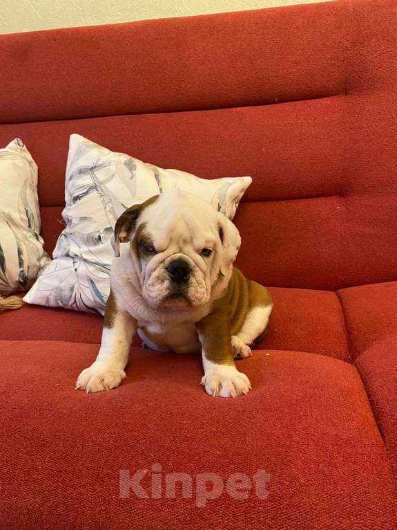 Собаки в Москве: Английский бульдог мальчик Мальчик, Бесплатно - фото 4