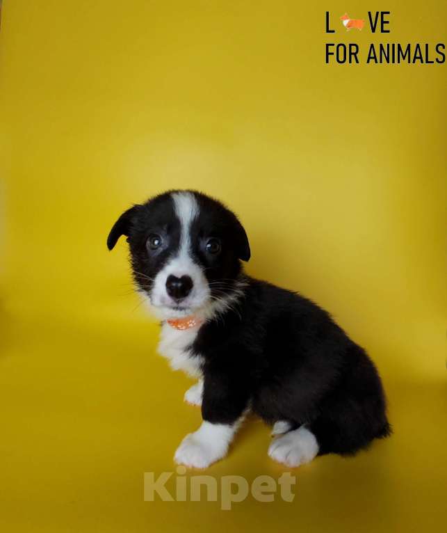 Собаки в Москве: Корги кардиган Мальчик, 30 000 руб. - фото 4