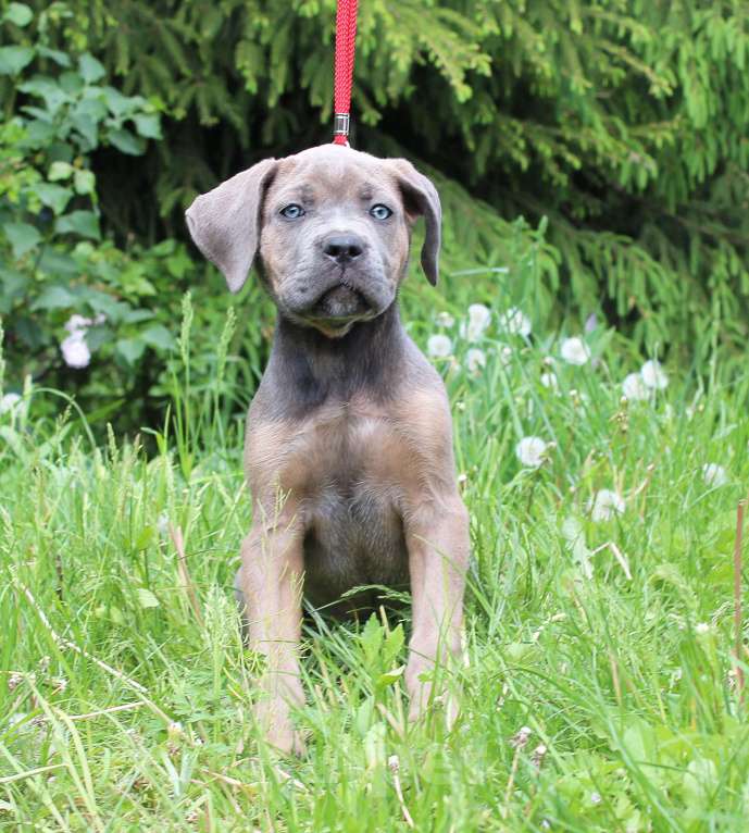 Собаки в Брянске: Предлагаются щенки Кане Корсо Девочка, 50 000 руб. - фото 2