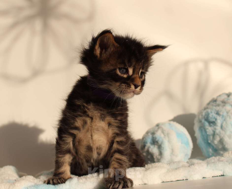 Кошки в Екатеринбурге: Котёнок мейн-кун Цезарь Мальчик, 70 000 руб. - фото 7
