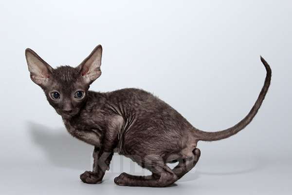 Кошки в Москве: котята из питомника Корнелита Мальчик, 80 000 руб. - фото 5