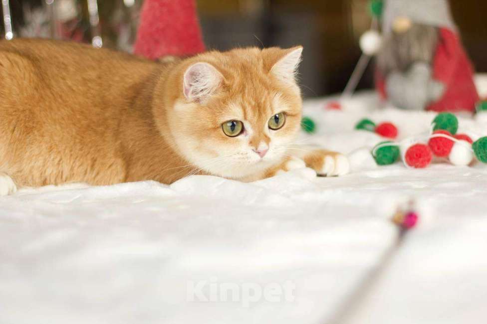 Кошки в Москве: Британский котенок Петунья Девочка, 70 000 руб. - фото 3