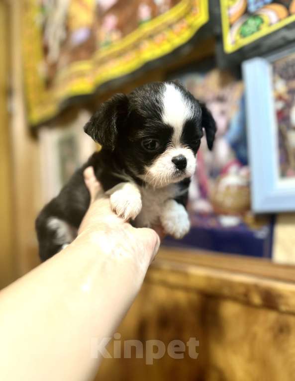 Собаки в Ростове-на-Дону: Мальчики чихуахуа Мальчик, 20 000 руб. - фото 2