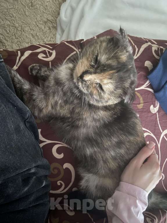 Кошки в Пскове: Шотландская вислоухая кошка Девочка, Бесплатно - фото 4