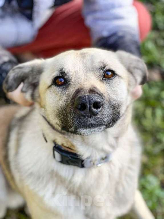 Собаки в Москве: Молодой небольшой чудесный пёсик Люмос в добрые руки Мальчик, Бесплатно - фото 8
