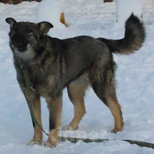 Собаки в Москве: Ляля Девочка, Бесплатно - фото 4