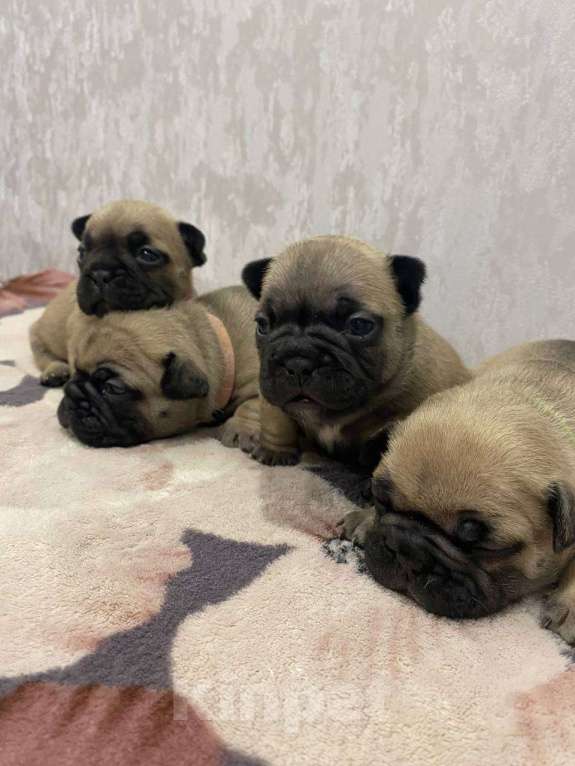 Собаки в Москве: Продаются щенки Французского Бульдога Разнополые, 38 000 руб. - фото 7