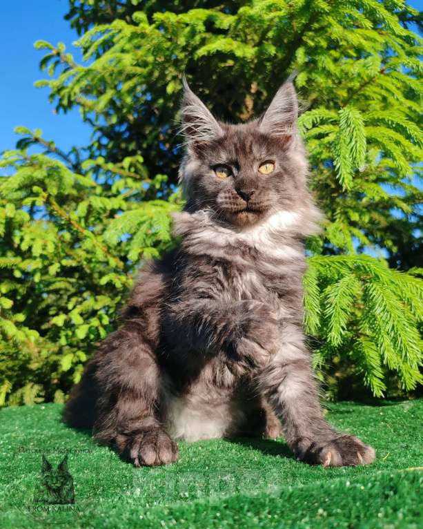Кошки в Санкт-Петербурге: Кошечка мейн-кун черный дым Девочка, 50 000 руб. - фото 1