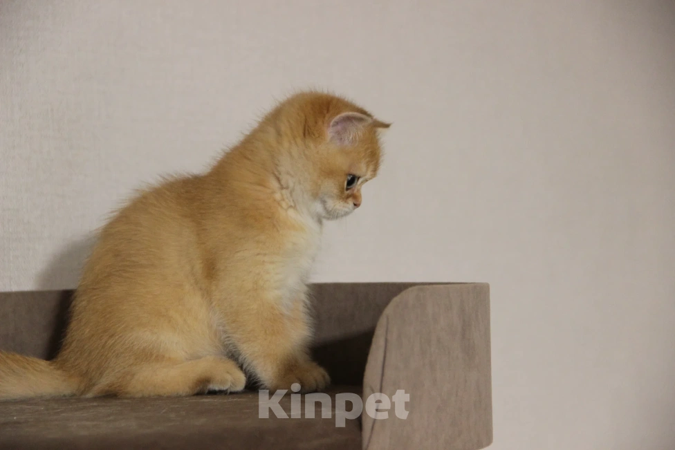 Кошки в других городах Владимирской области: Британский котенок Мальчик, 25 000 руб. - фото 7