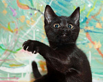 Кошки в Калуге: Черный Перчик. Классный котенок в добрые руки. Мальчик, Бесплатно - фото 5