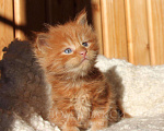 Кошки в Ливны: Сибирские котята резерв, 9 999 руб. - фото 5