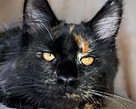 Кошки в Брянске: Мейн-кун. Дакота, окрас черный черепаховый Девочка, 30 000 руб. - фото 5