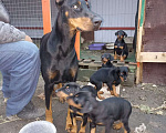 Собаки в Москве: Щенки Мальчик, 12 000 руб. - фото 4