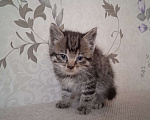 Кошки в Нижнем Новгороде: Отдам котят в добрые руки Мальчик, Бесплатно - фото 1