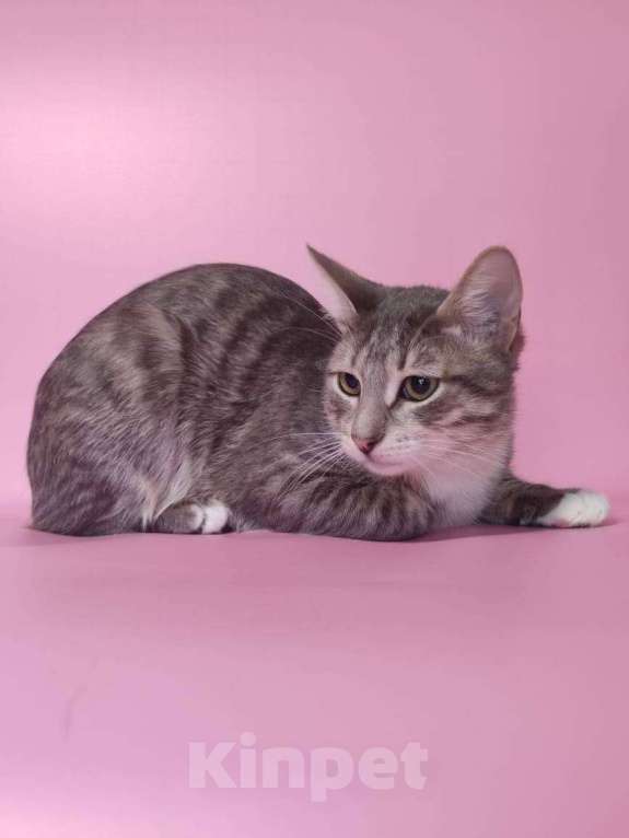 Кошки в Москве: Котёнок домой Мальчик, Бесплатно - фото 4