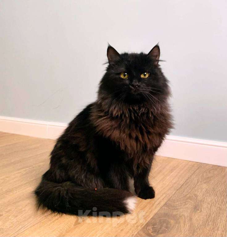 Кошки в Москве: Пушистый кот в добрые руки Мальчик, Бесплатно - фото 1