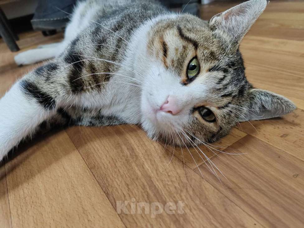 Кошки в Мытищах: Кот Мальчик, Бесплатно - фото 2