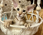 Кошки в Перми: Ориентальный котенок Девочка, Бесплатно - фото 3