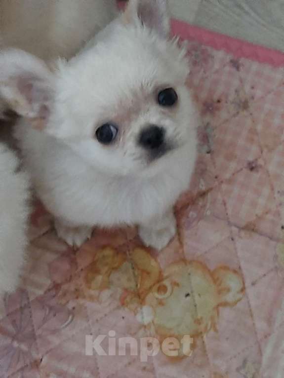 Собаки в Москве: красивые мальчики чихуахуа Мальчик, 20 000 руб. - фото 4