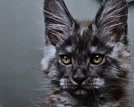 Кошки в Санкт-Петербурге: котенок мейн кун черный дым Мальчик, 100 000 руб. - фото 7