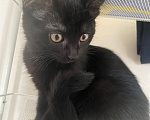 Кошки в Уфе: Котята в добрые руки Девочка, Бесплатно - фото 2