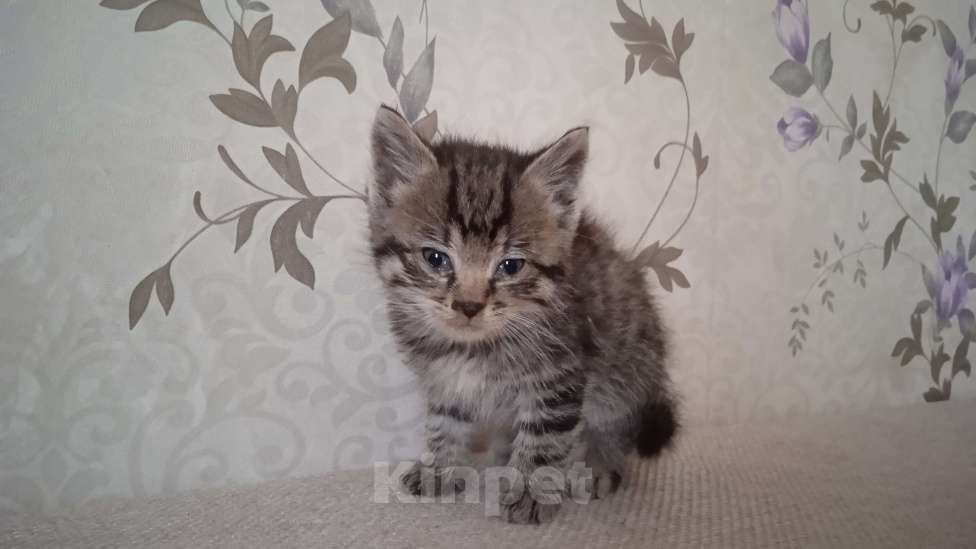 Кошки в Нижнем Новгороде: Отдам котят в добрые руки Мальчик, Бесплатно - фото 1