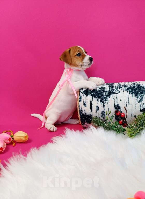 Собаки в Чите: Щенки Джек Рассел терьер мальчики и девочки  Девочка, 35 000 руб. - фото 5