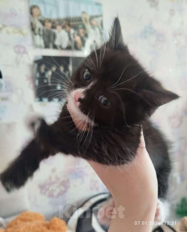 Кошки в Тюмени: Отдам котенка в добрые руки Мальчик, Бесплатно - фото 2