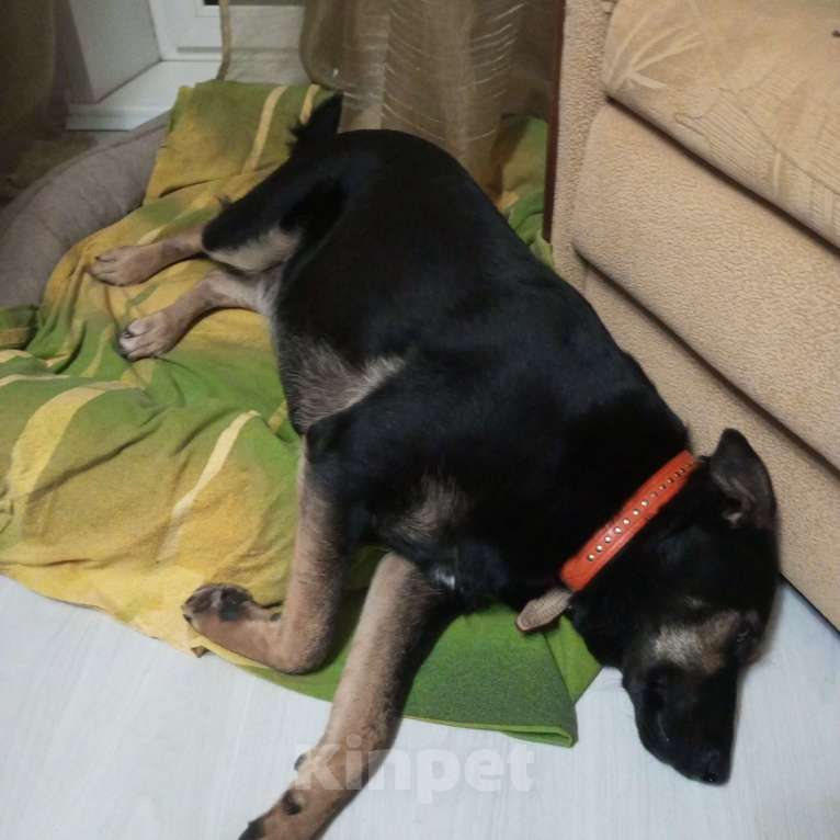 Собаки в Москве: Помогите найти! Девочка, 10 000 руб. - фото 2