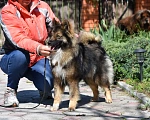 Собаки в Москве: Ненецкая оленегонная лайка. Сука Урания. Девочка, 60 000 руб. - фото 6