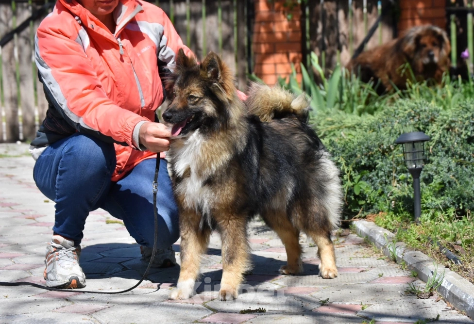 Собаки в Москве: Ненецкая оленегонная лайка. Сука Урания. Девочка, 70 000 руб. - фото 6
