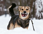 Собаки в Москве: Джуд Мальчик, Бесплатно - фото 2