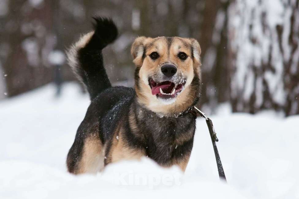 Собаки в Москве: Джуд Мальчик, Бесплатно - фото 2